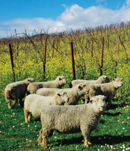 Vineyard Sheep