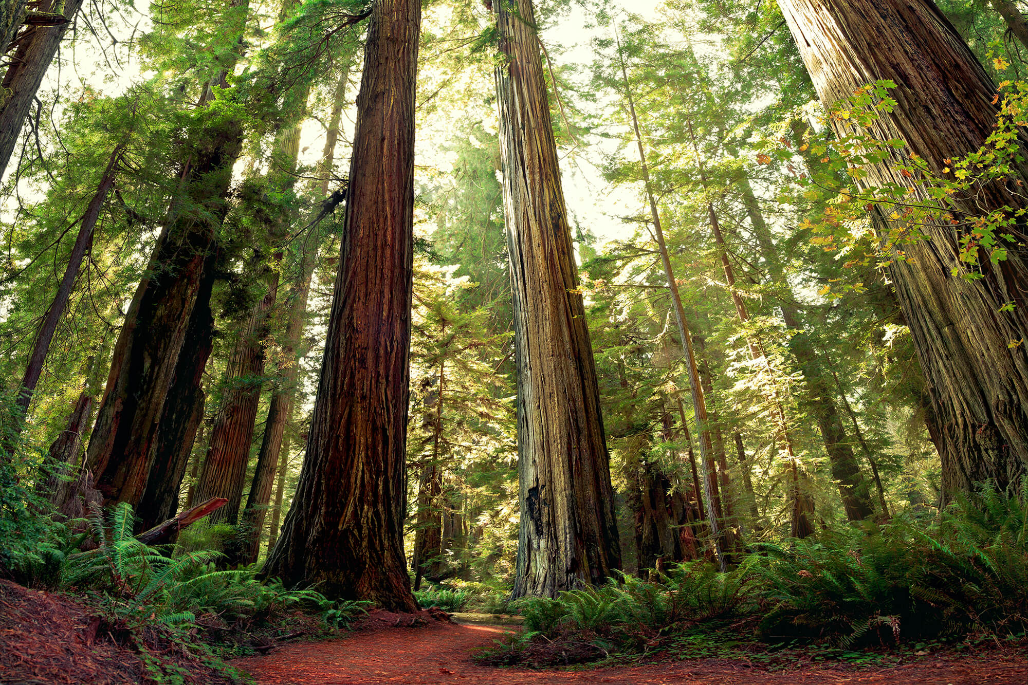 redwoods