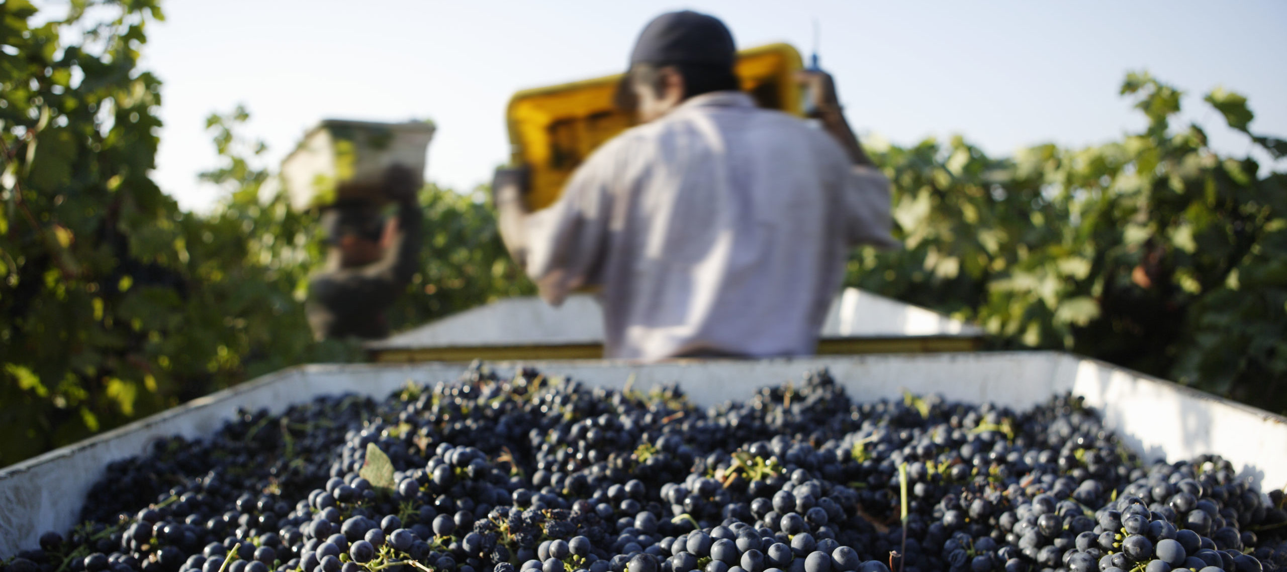 vineyard worker - Celebrating The Ones Who Grow Our Food